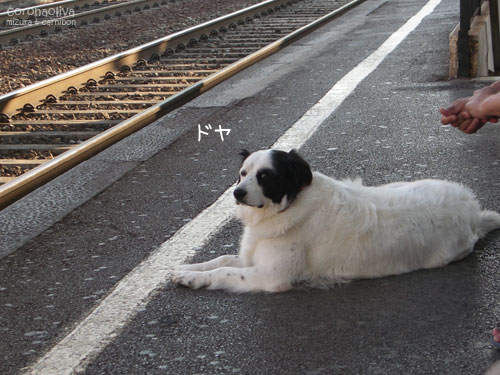 オフリードでもホームで良い子に列車を待つカシコ犬